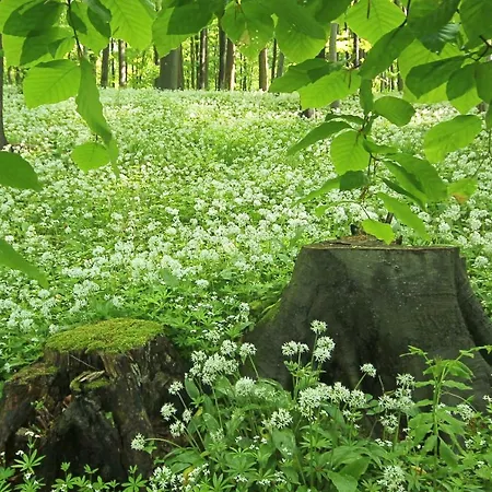 Hainich-zeit Hostel Rodeberg