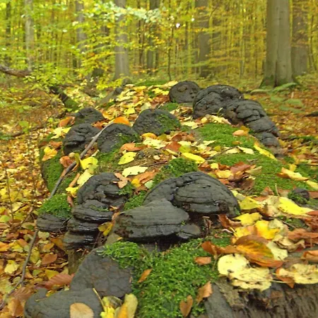 Hainich-zeit Rodeberg