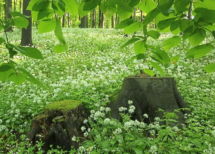 Hainich-zeit Hostel Rodeberg