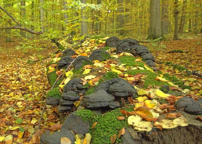 Hainich-zeit Rodeberg